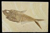 Detailed, Fossil Fish (Diplomystus) Plate - Wyoming #113298-1